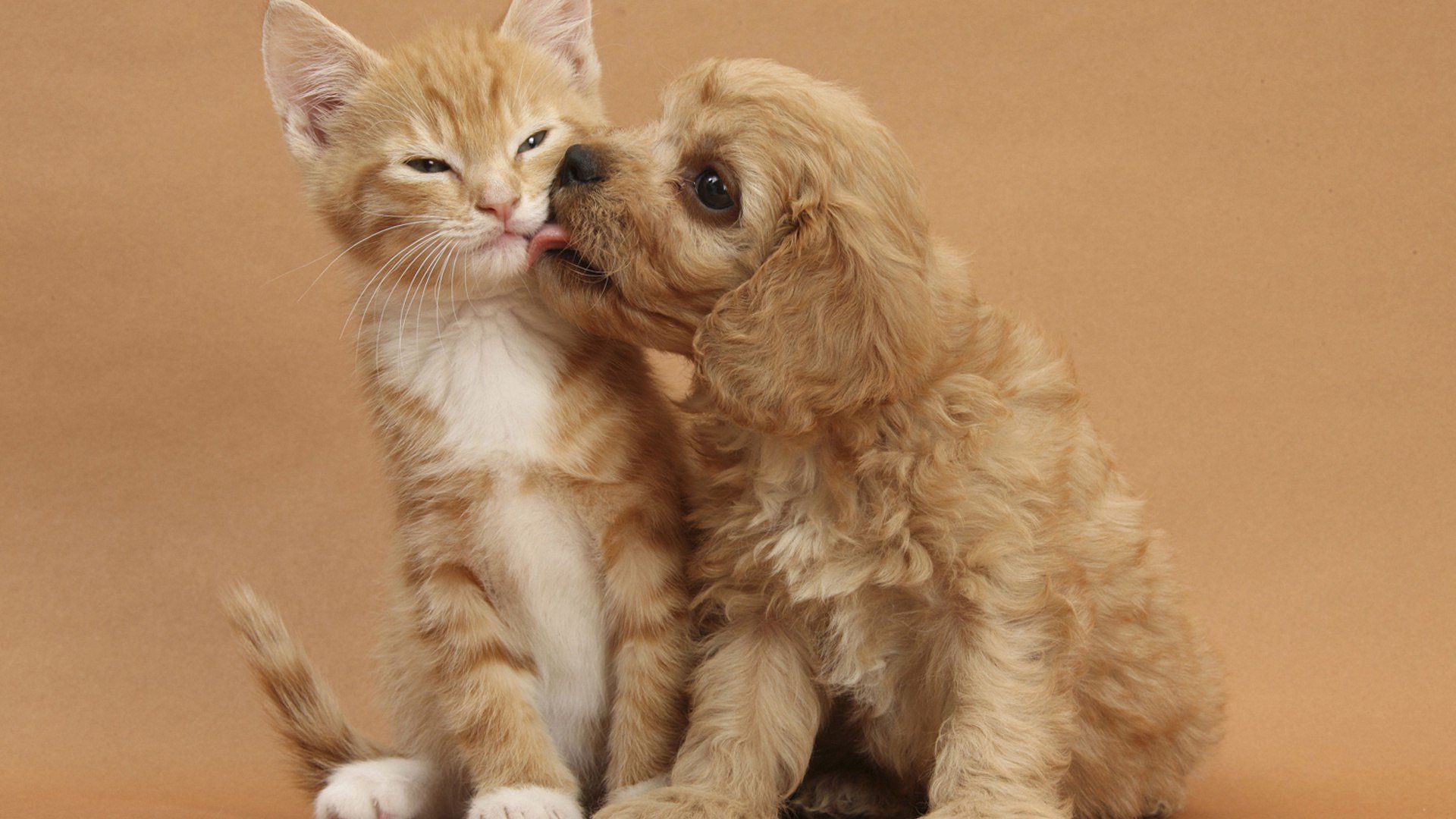 Puppy And Kitten Free Download Wallpaper