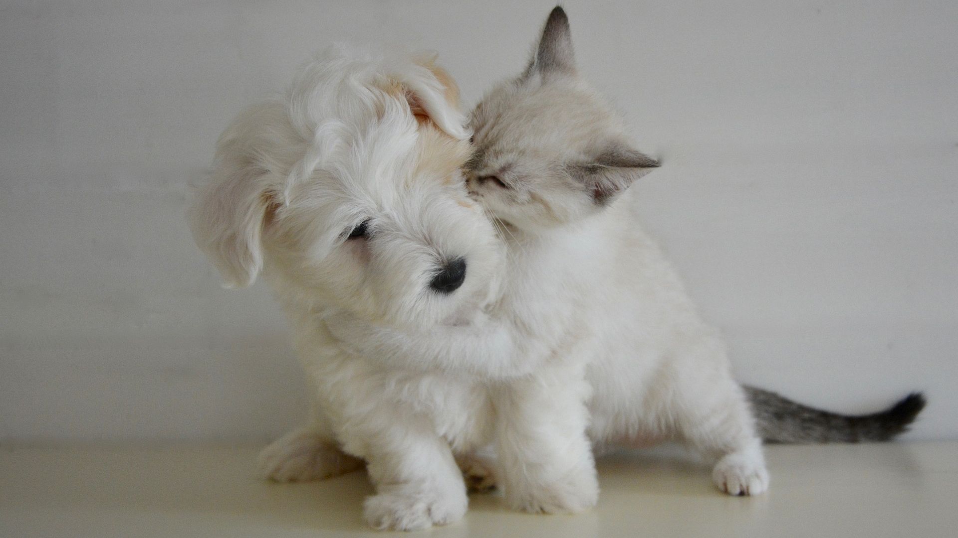 Puppy And Kitten full screen hd wallpaper