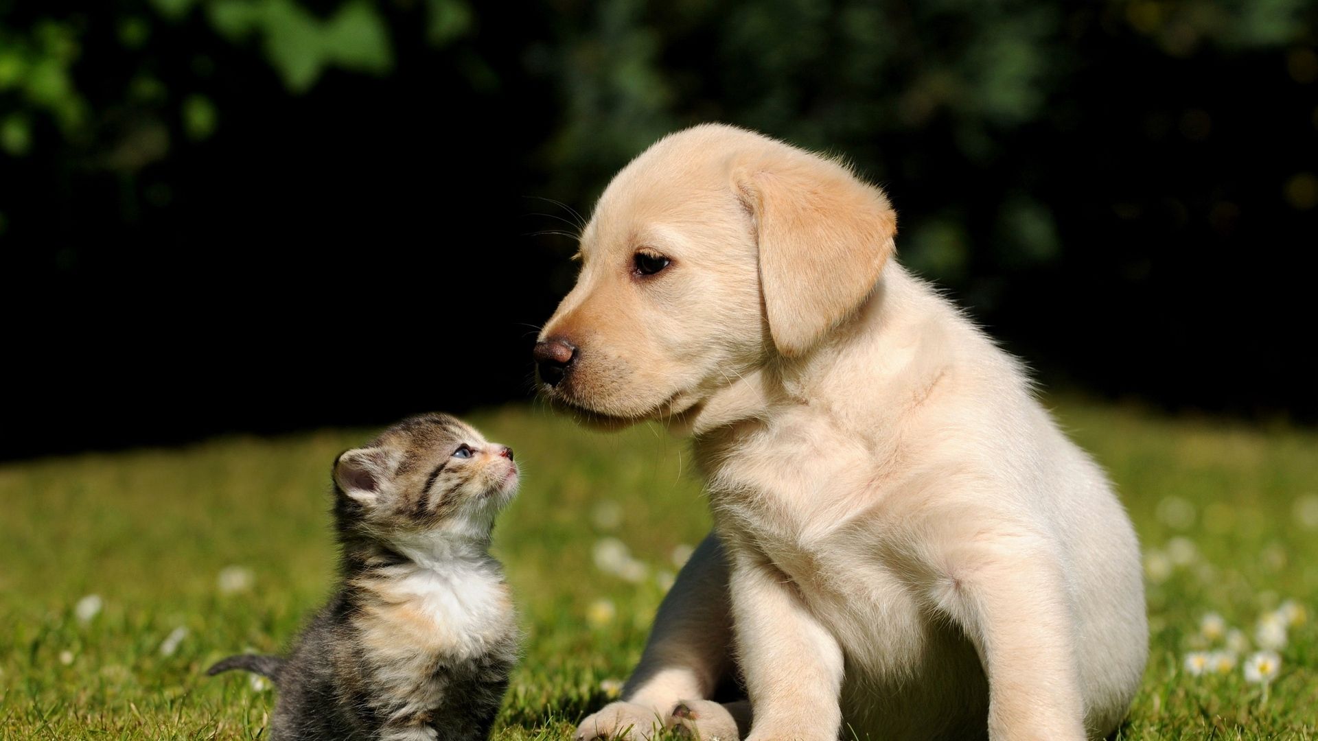 Puppy And Kitten Wallpaper Image