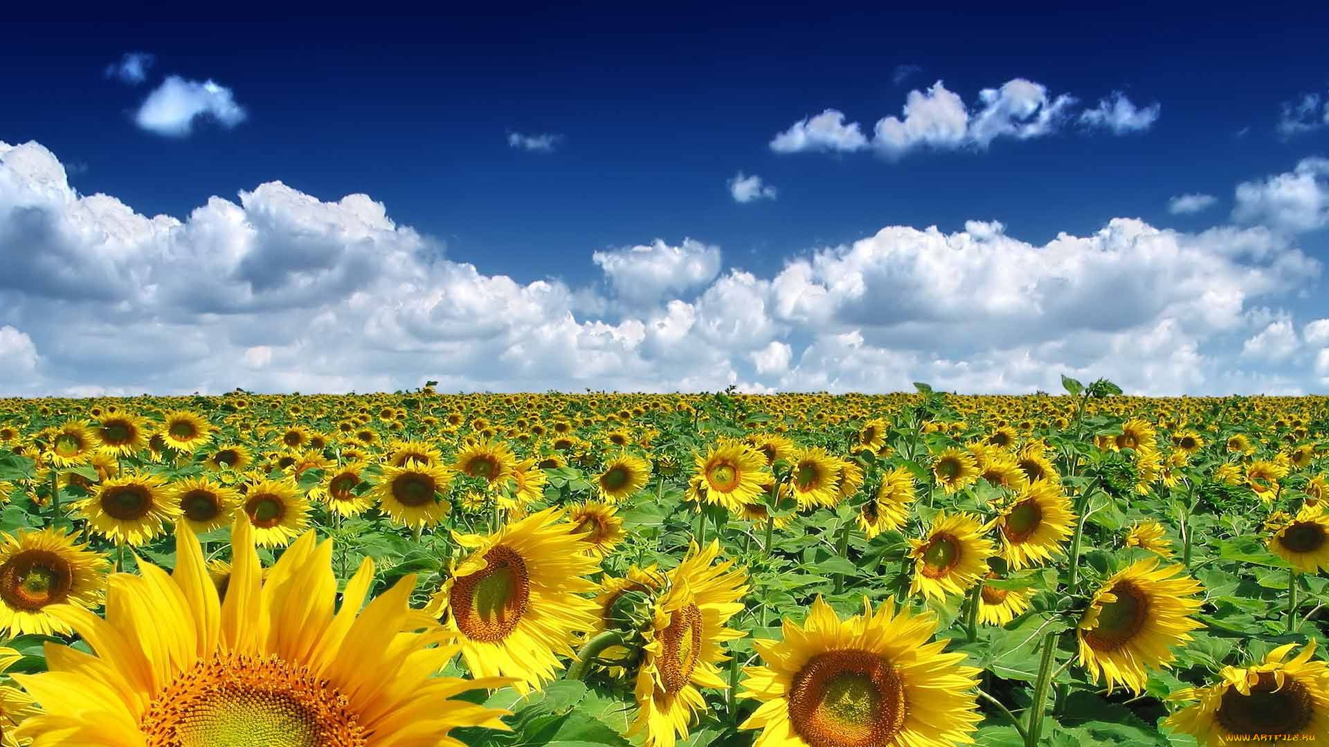 Sunflower Field free wallpaper for desktop