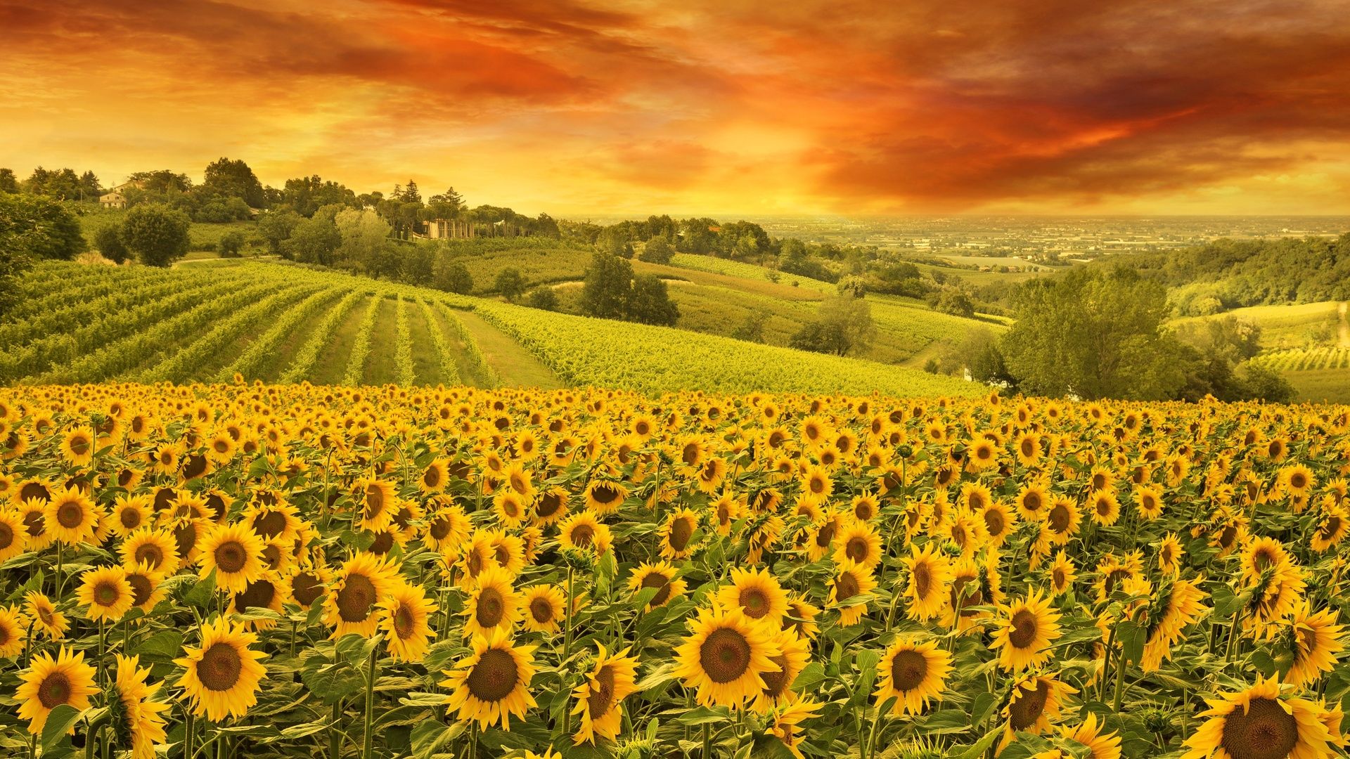 Sunflower Field free picture