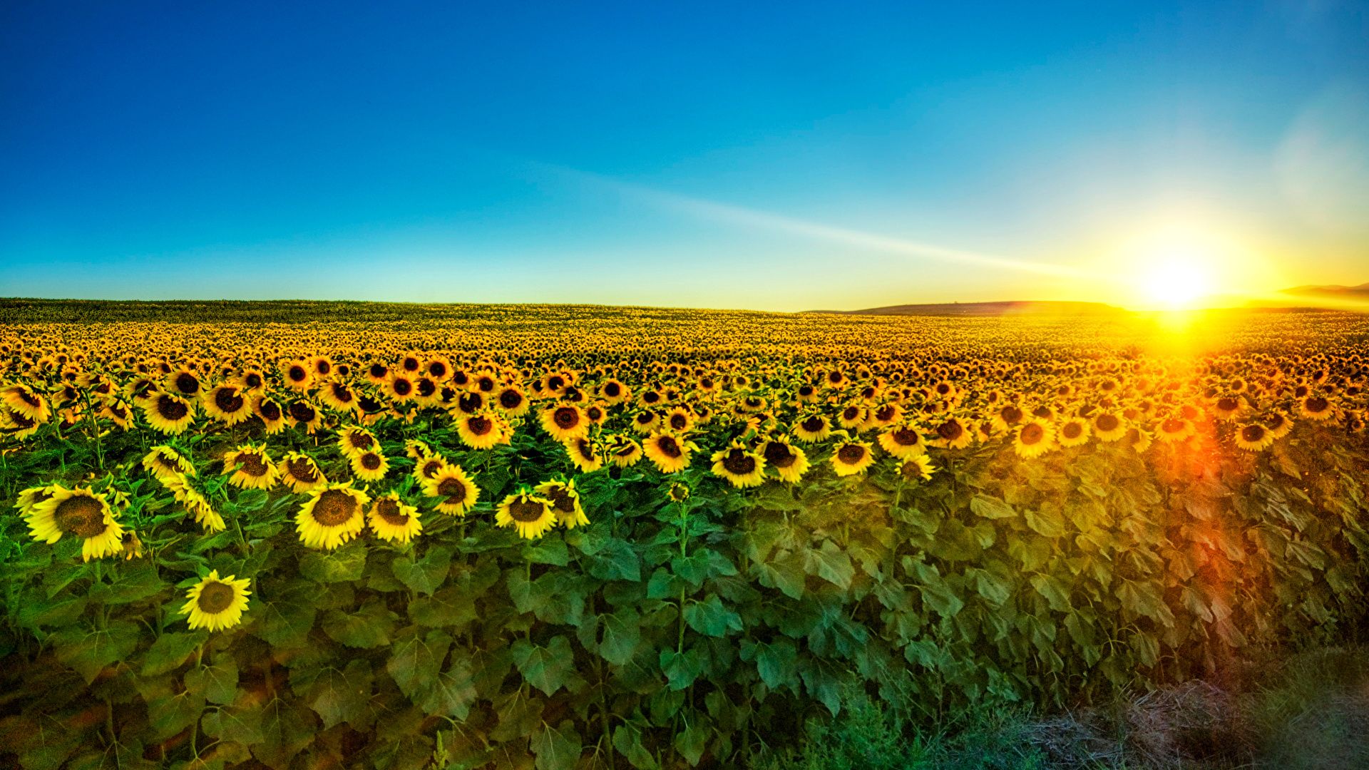 Sunflower Field computer wallpaper
