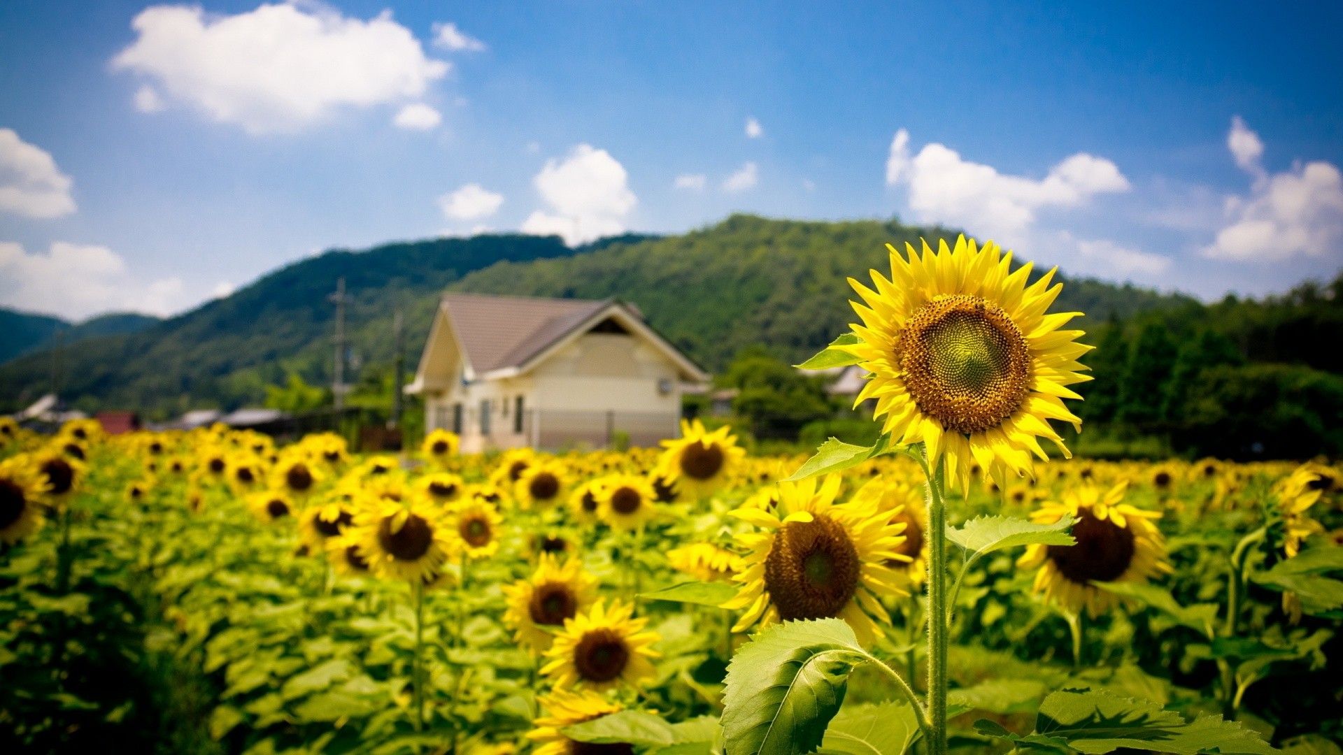 Sunflower Field 1080p