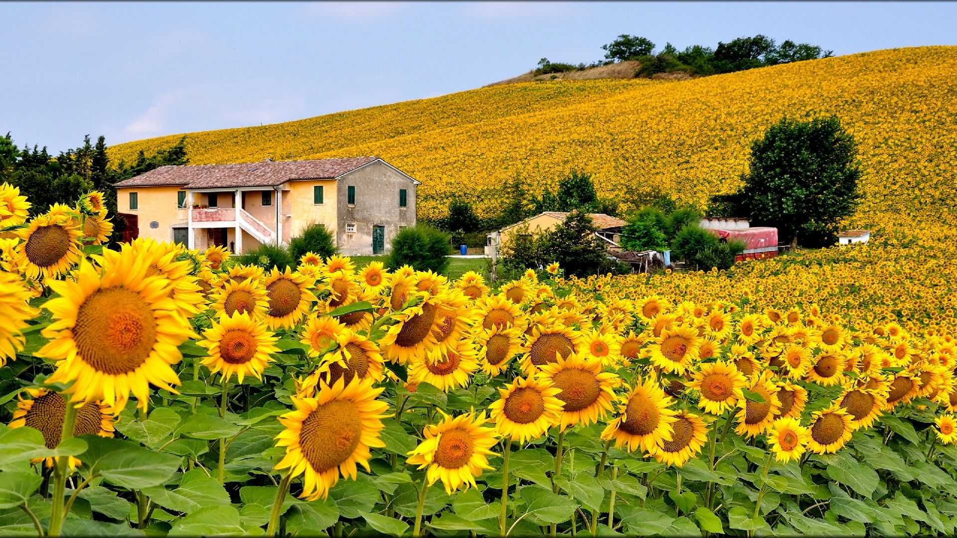 Sunflower Field 1080p