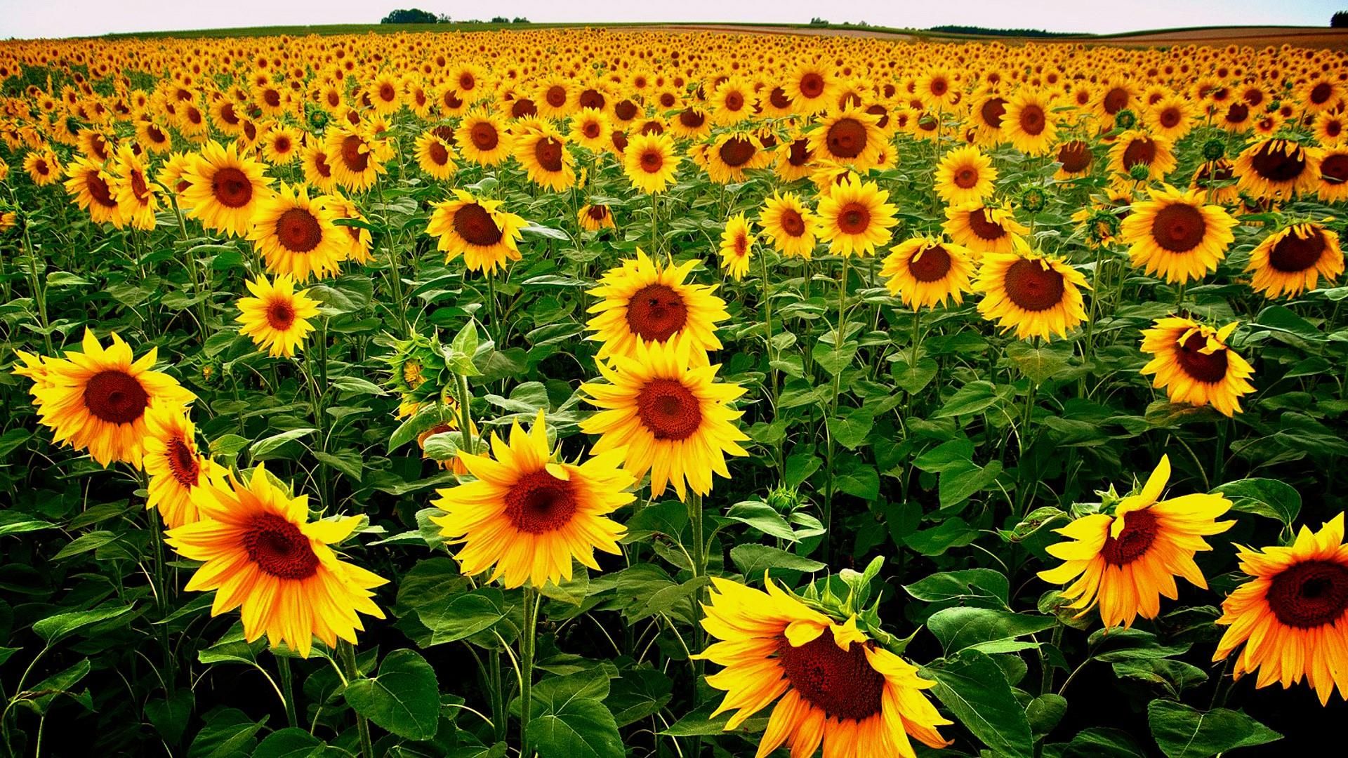 Sunflower Field background wallpaper