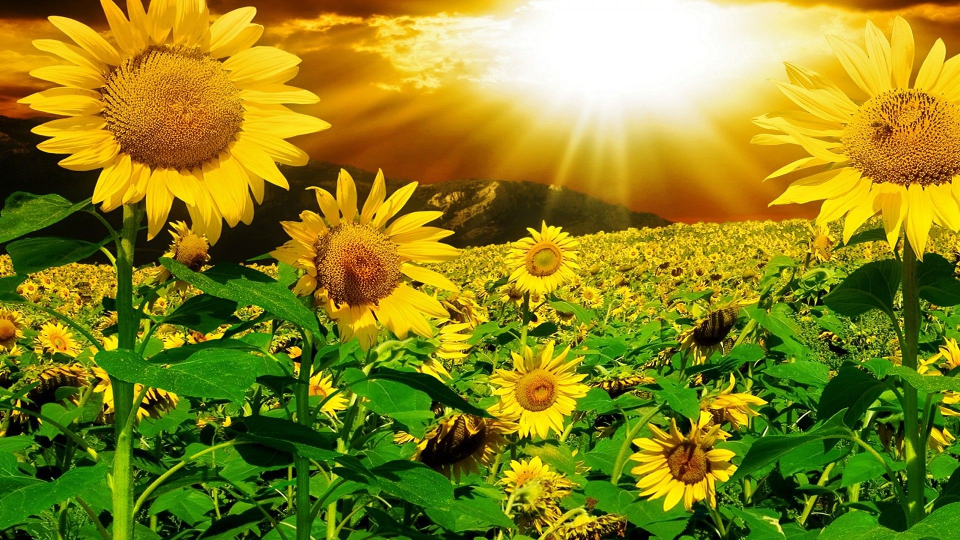Sunflower Field background image