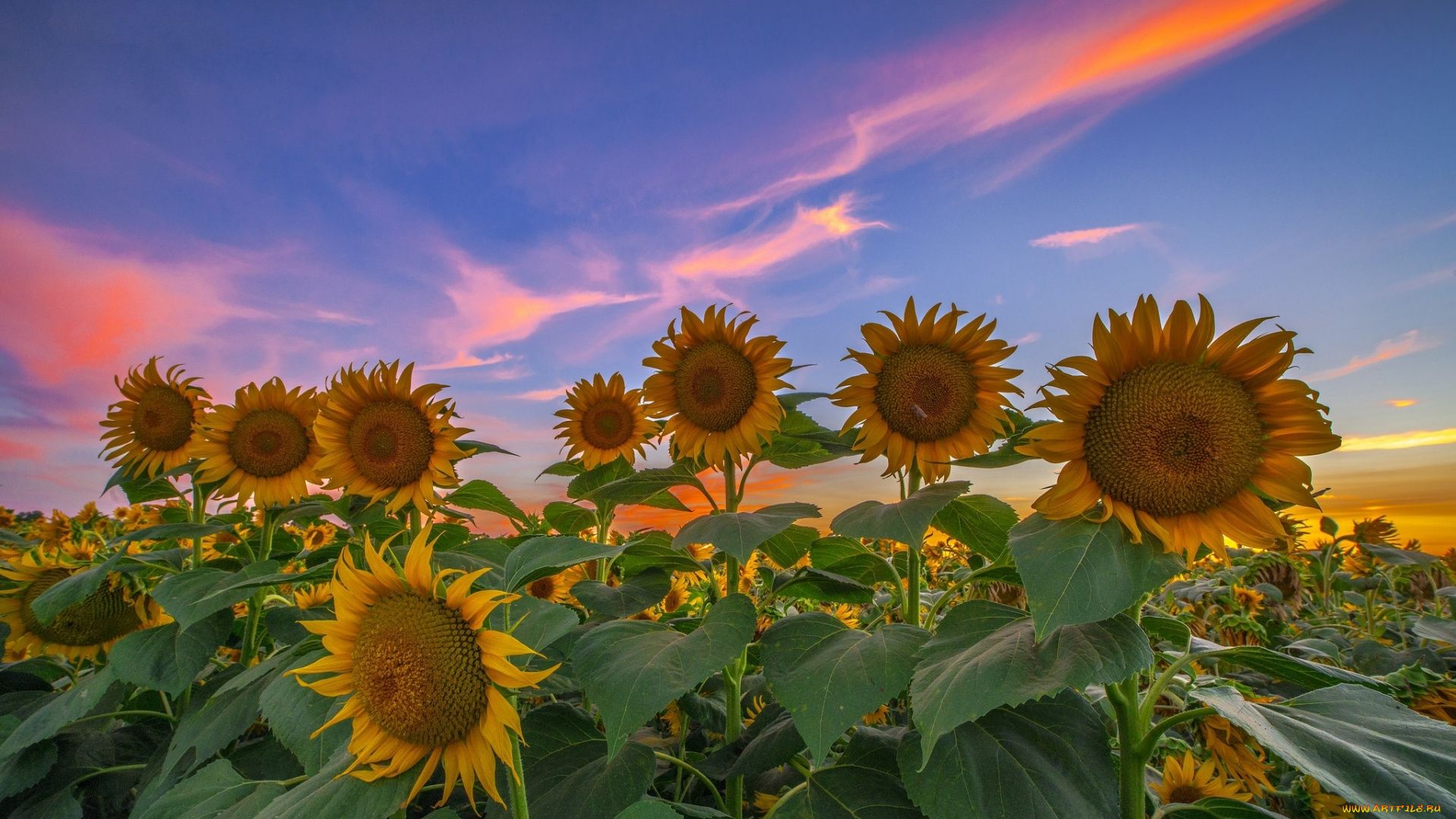 Sunflower Field pics