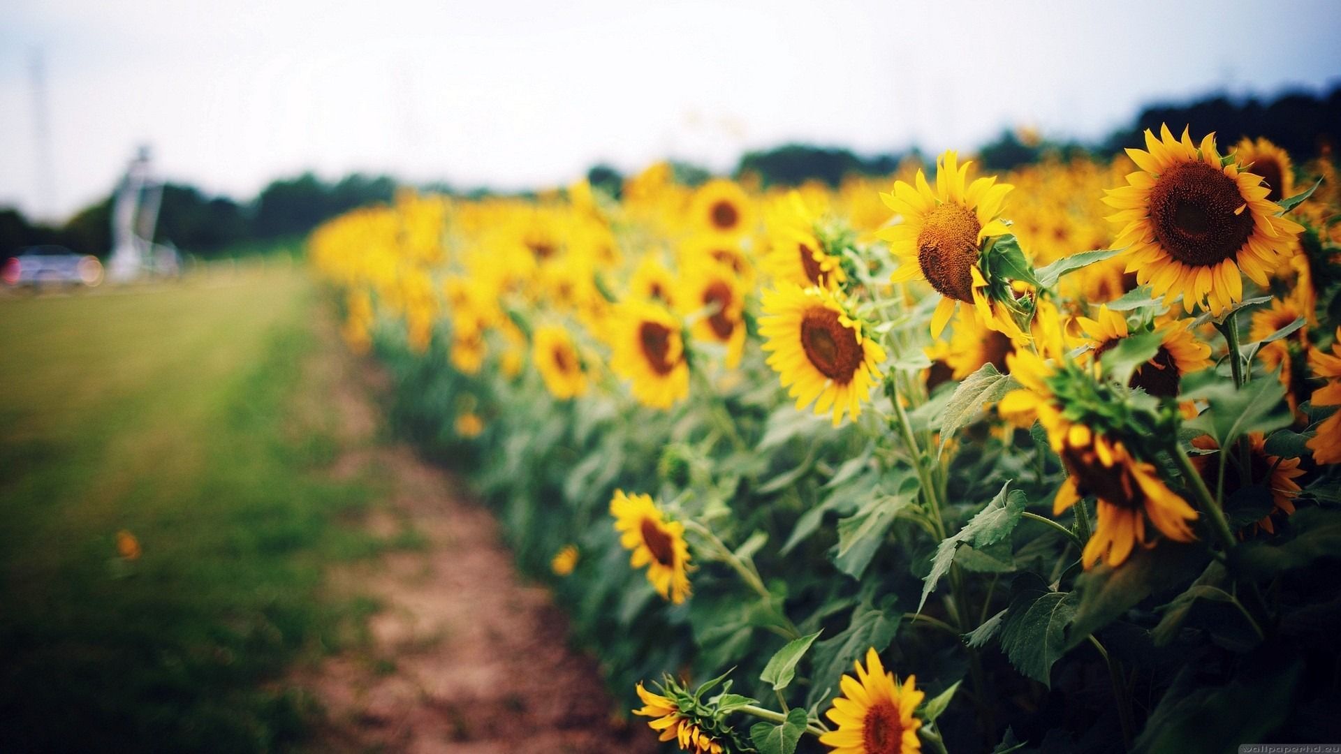 Sunflower Field wallpaper background