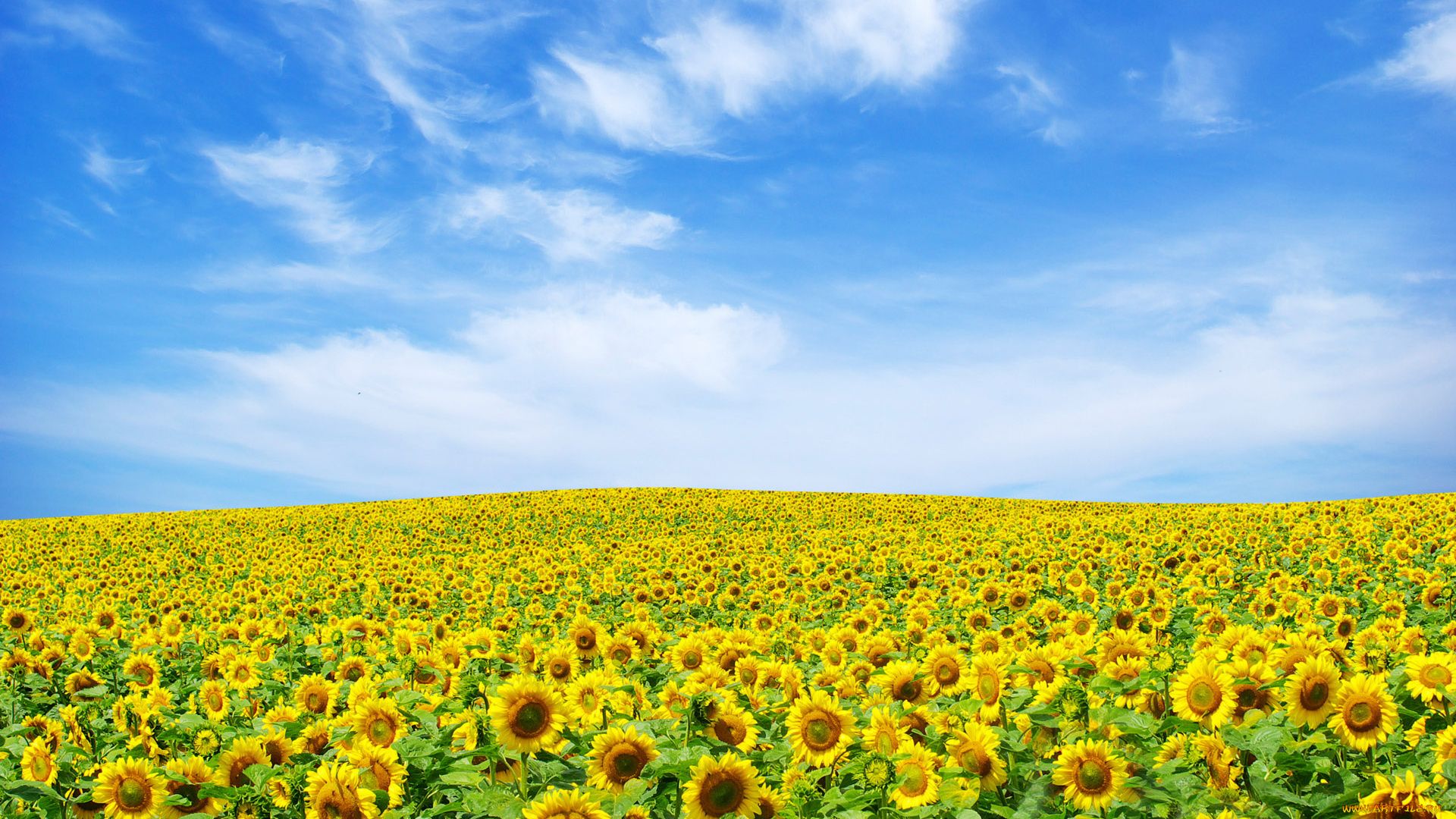 Sunflower Field background computer