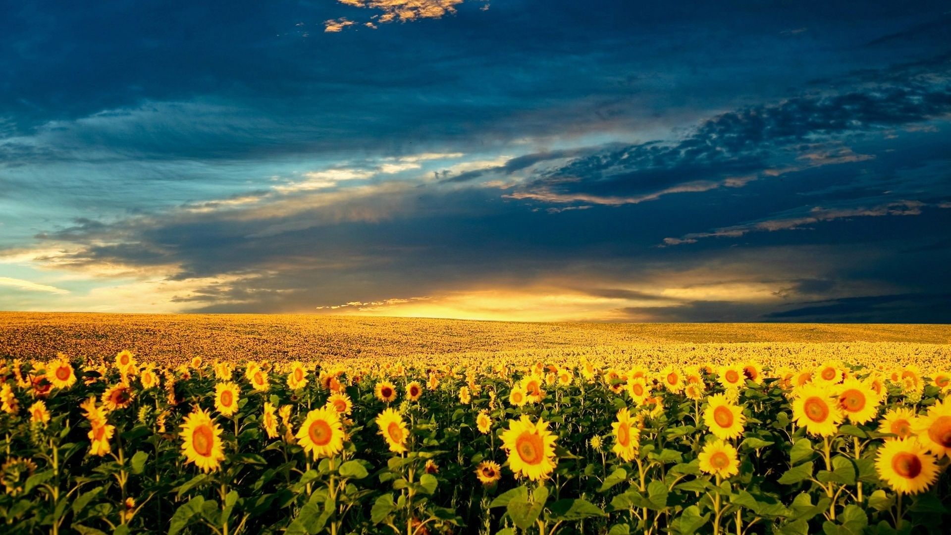 Sunflower Field full hd wallpaper download