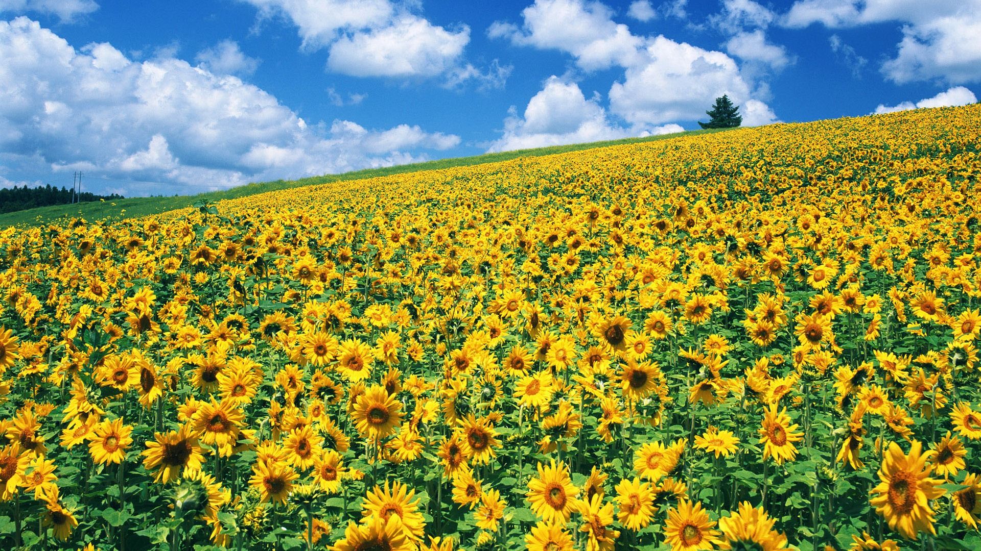 Sunflower Field background picture hd