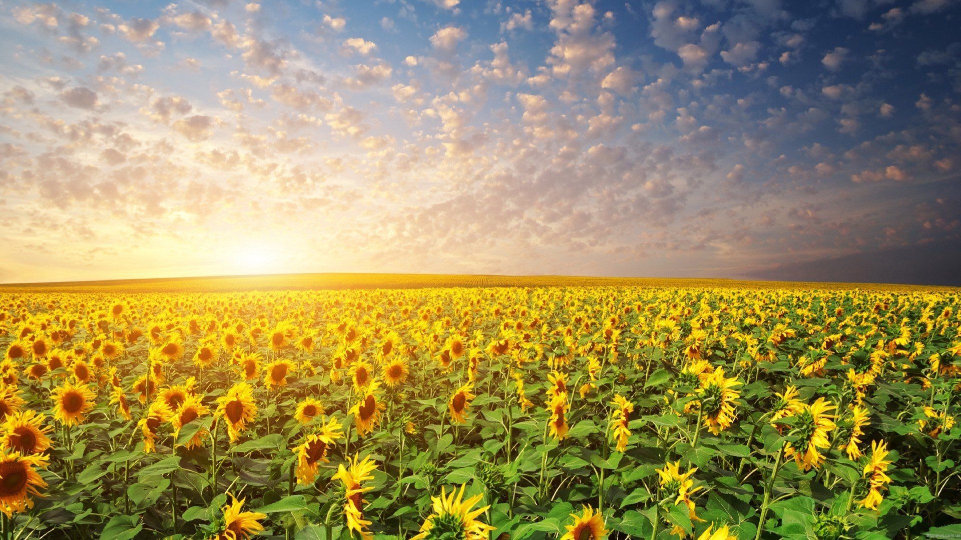 Sunflower Field wallpaper picture
