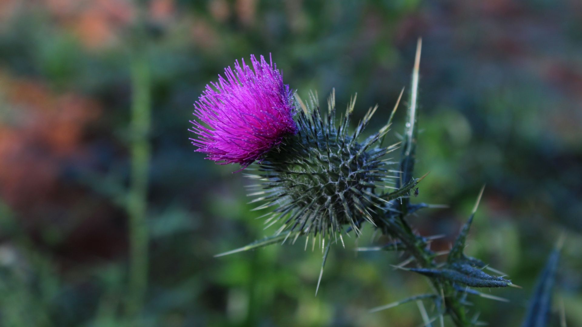 Thistle background hd