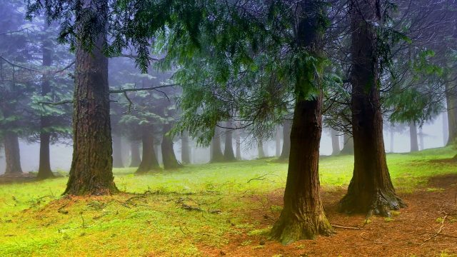 Trees Forest hd wallpaper for laptop