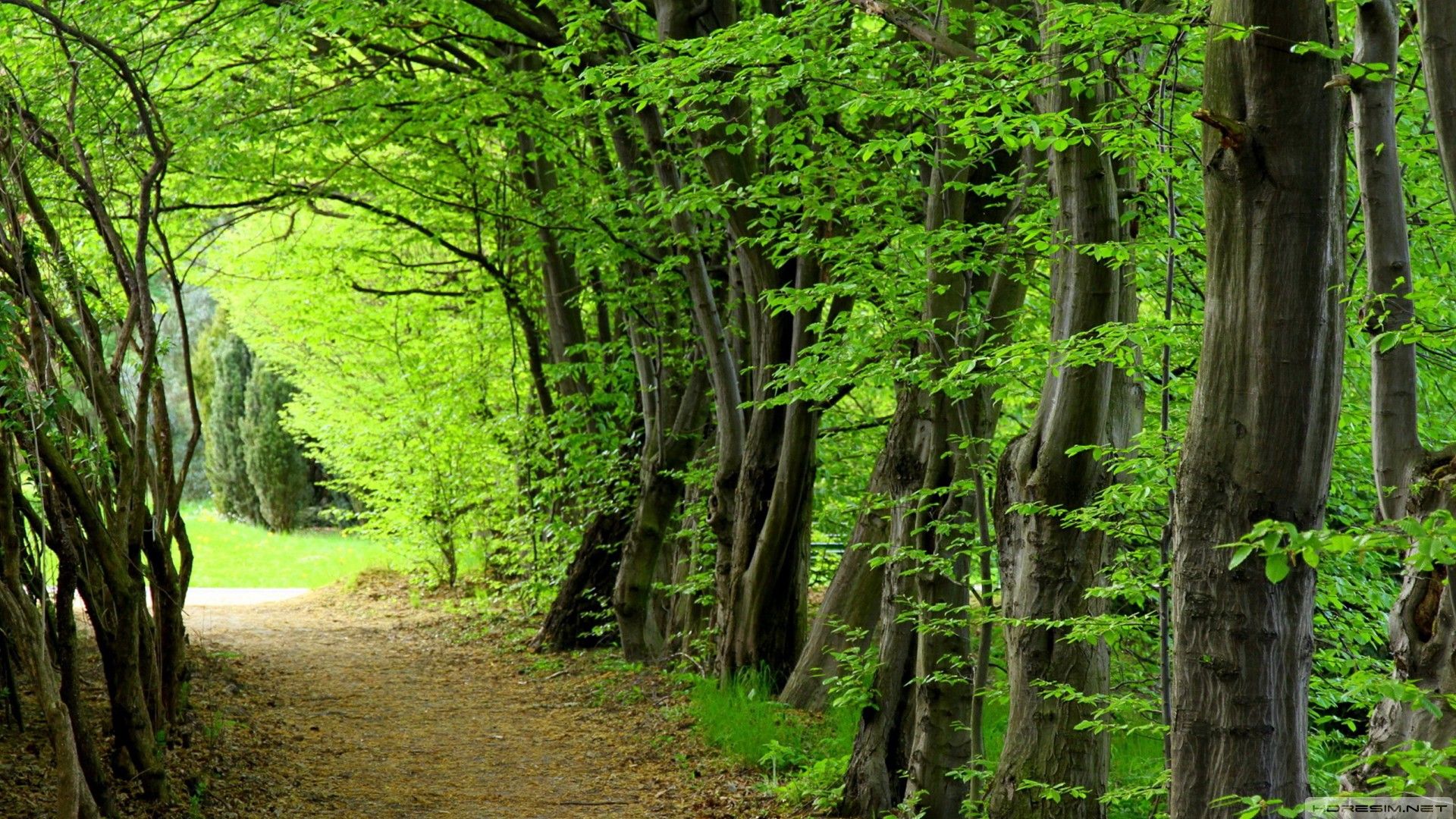 Trees Forest Picture