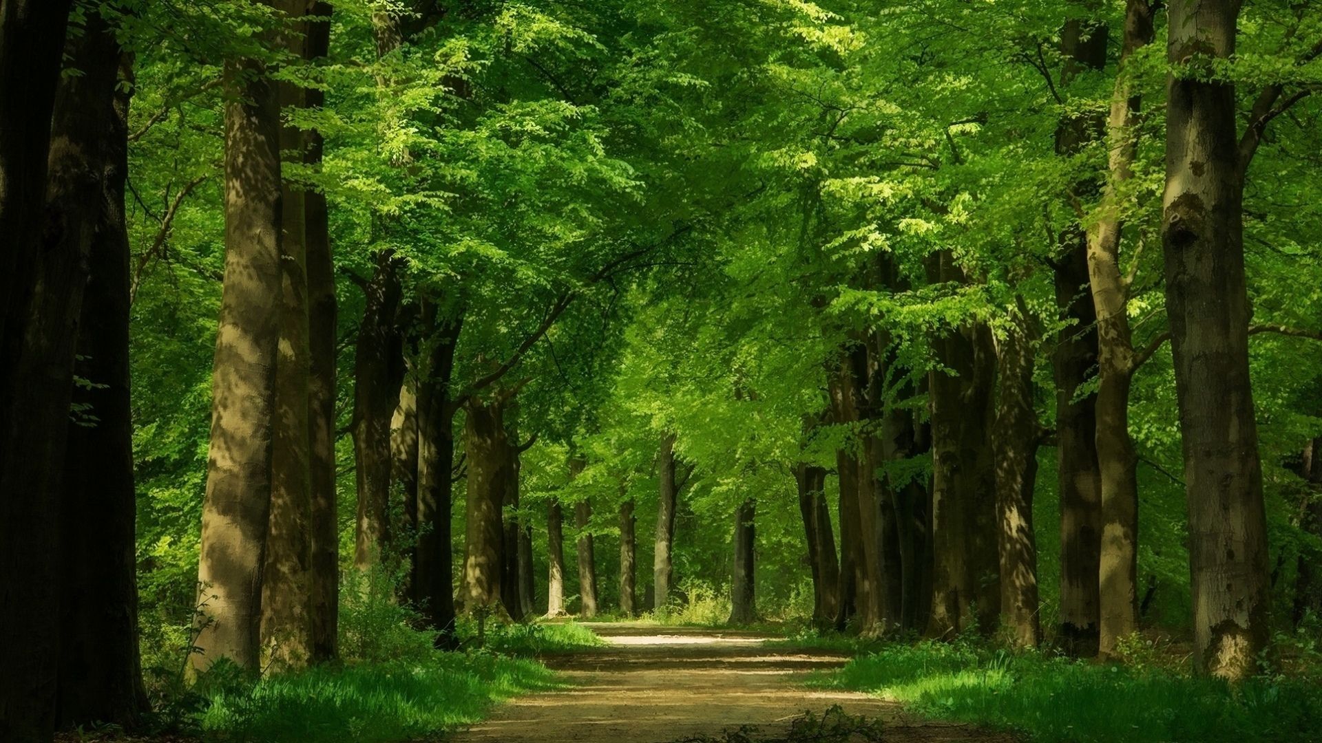 Trees Forest Cool Wallpaper