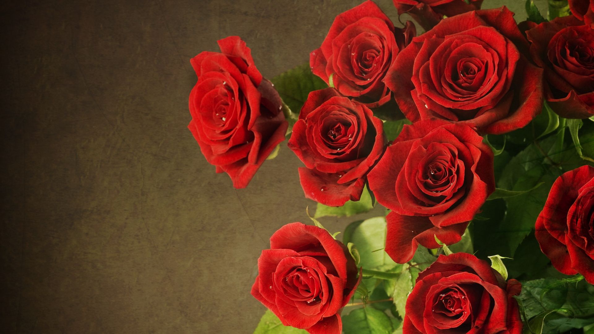 Beautiful Rose Full HD Wallpaper
