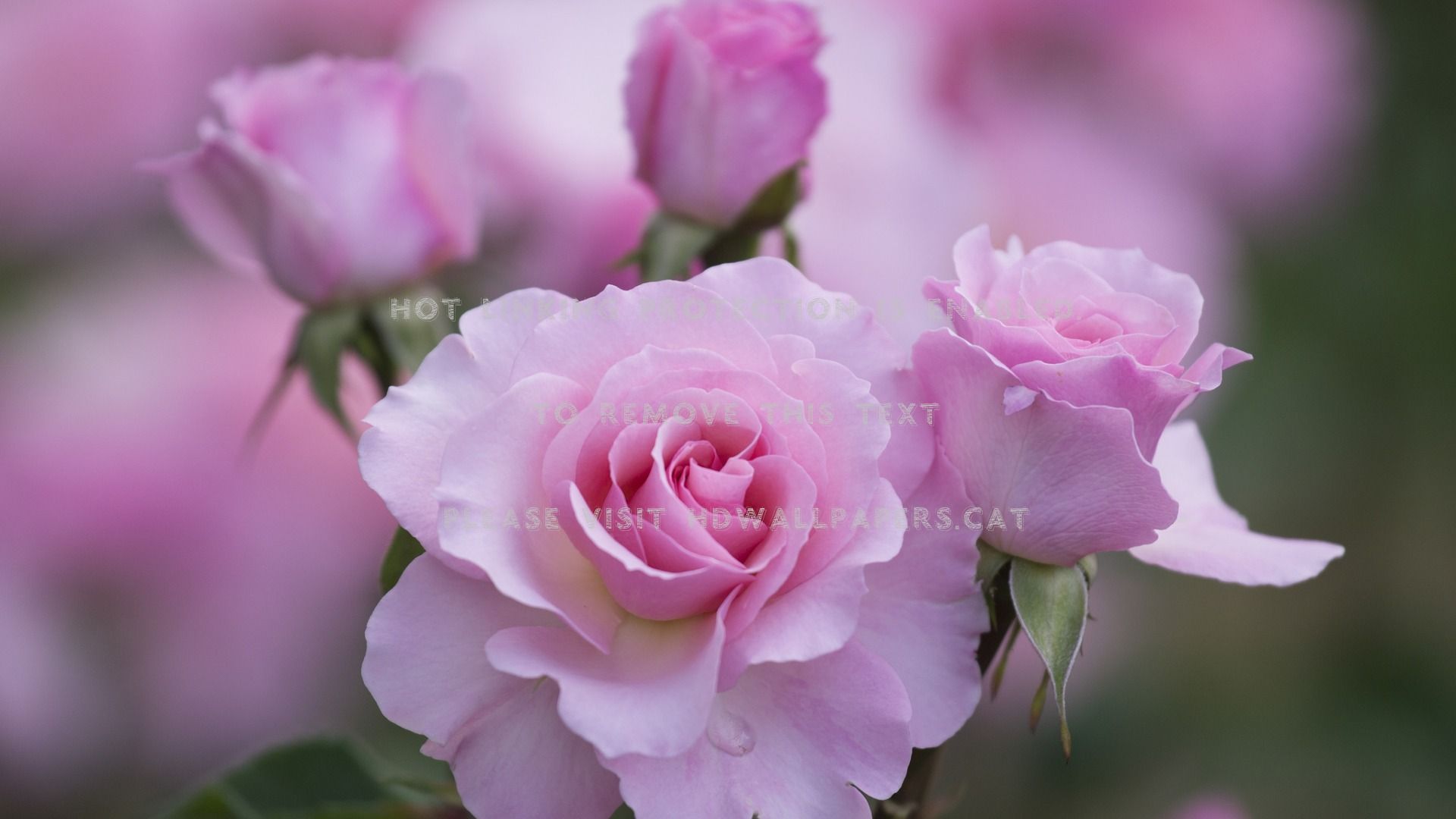 Beautiful Rose Picture