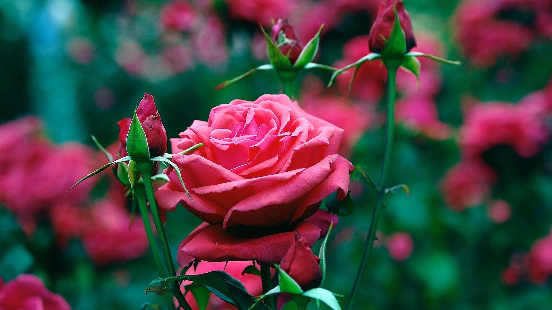 Beautiful Rose desktop wallpaper