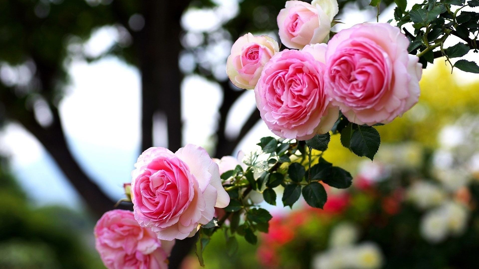 Beautiful Rose Download Wallpaper