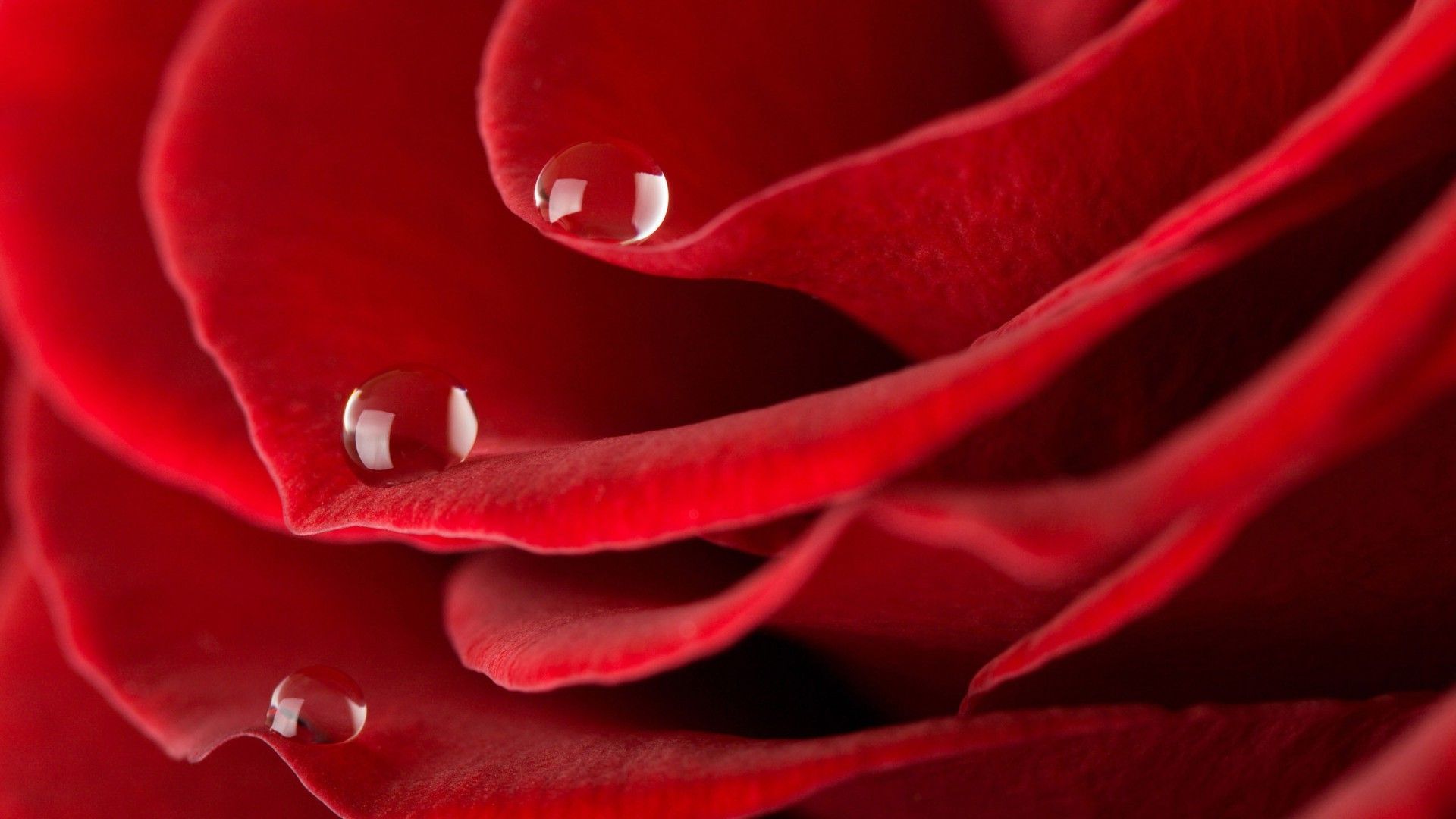 Beautiful Rose HD Desktop Wallpaper