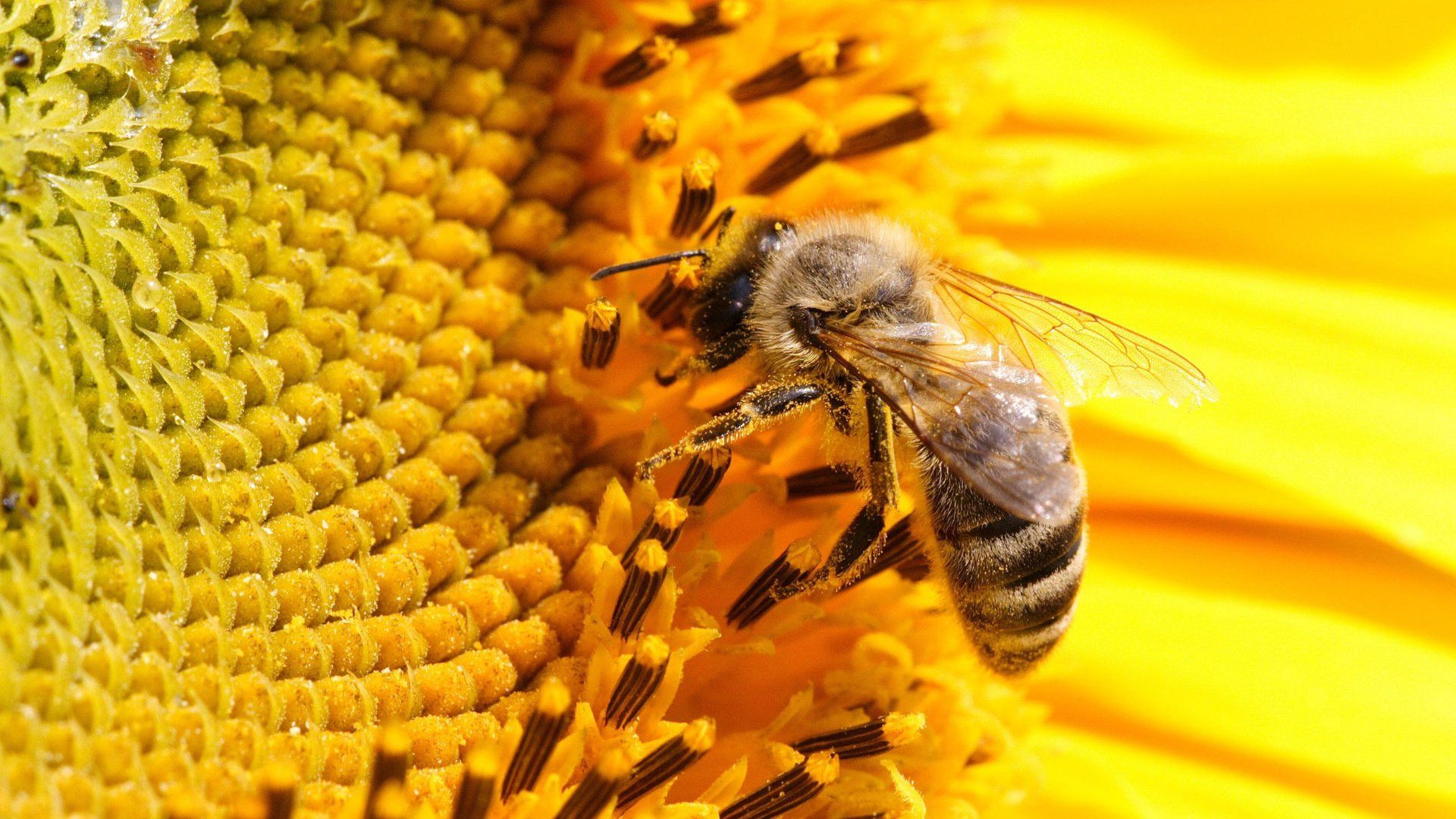 Bee Download Wallpaper