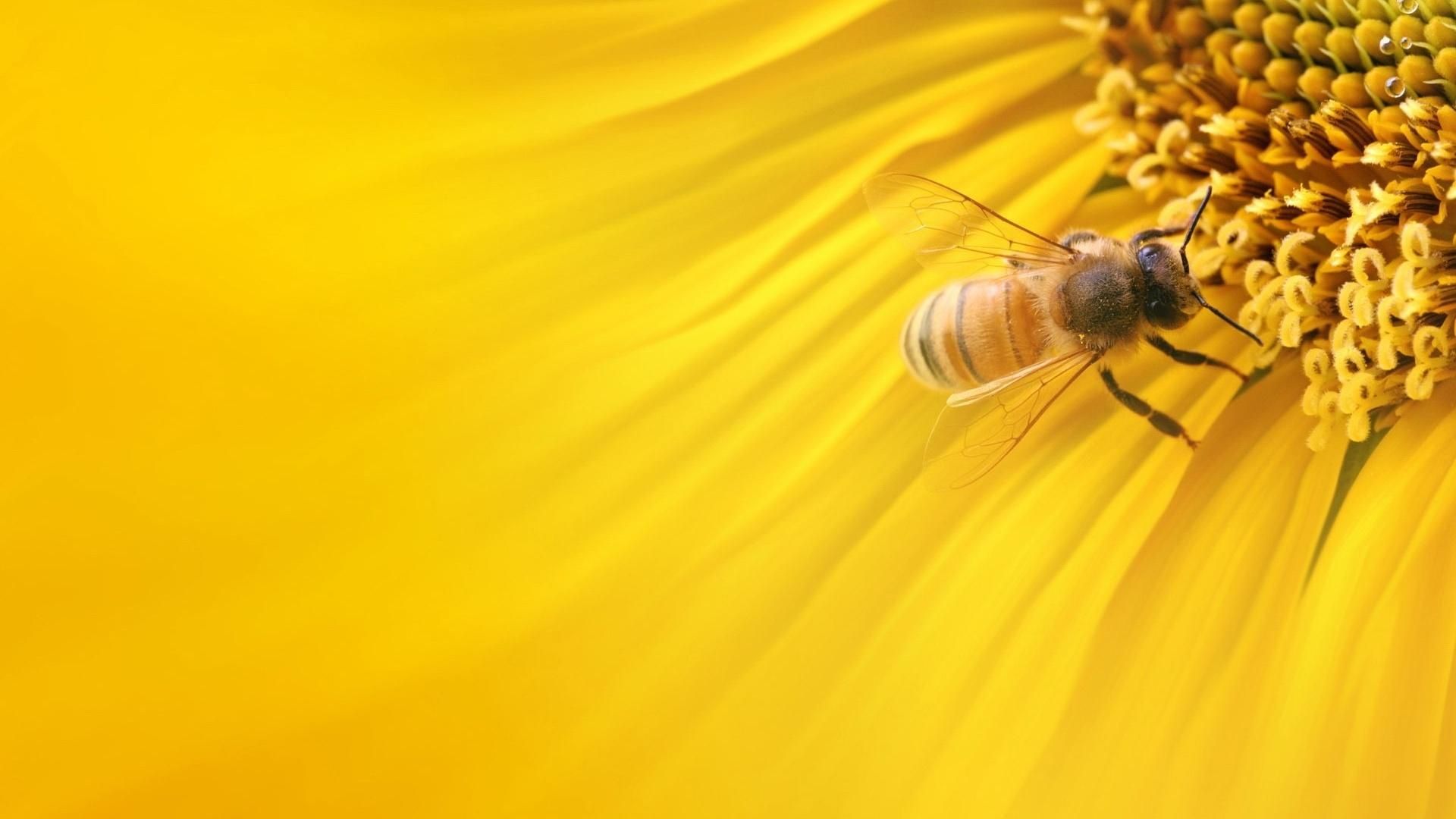 Bee wallpaper download