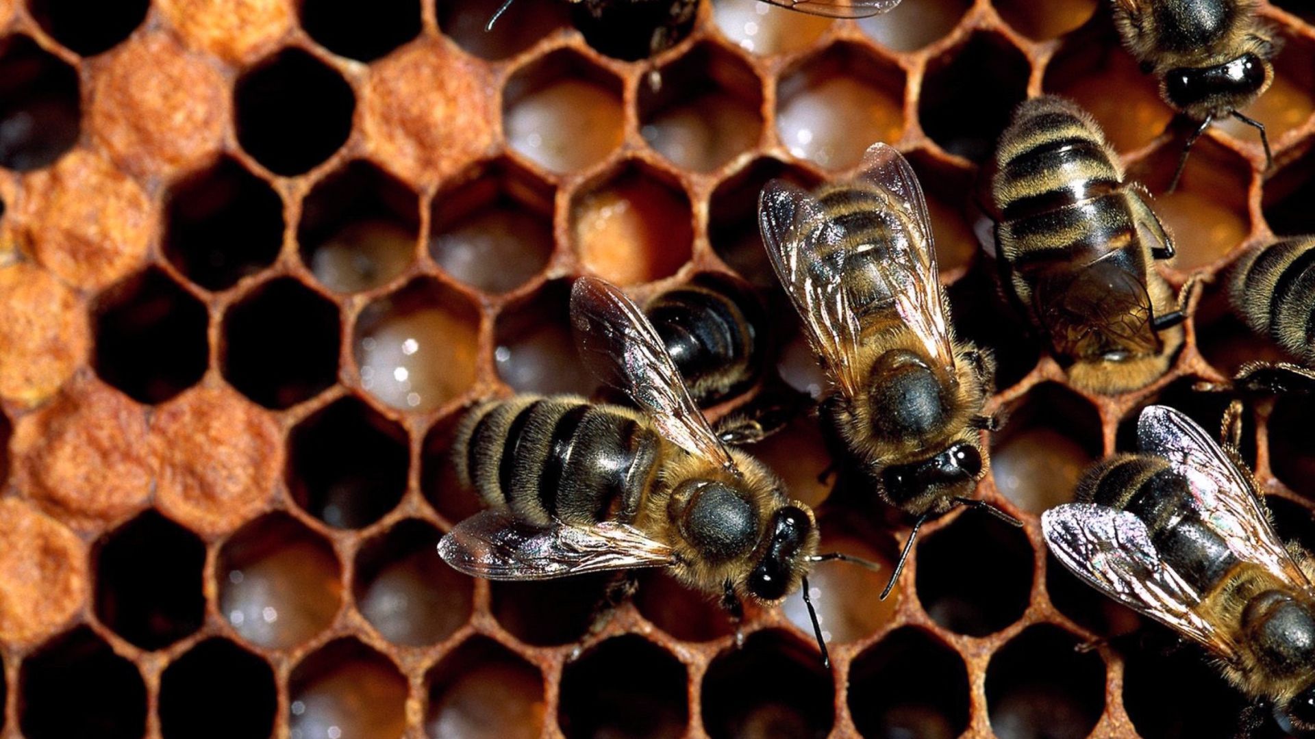 Bee Wallpaper Image