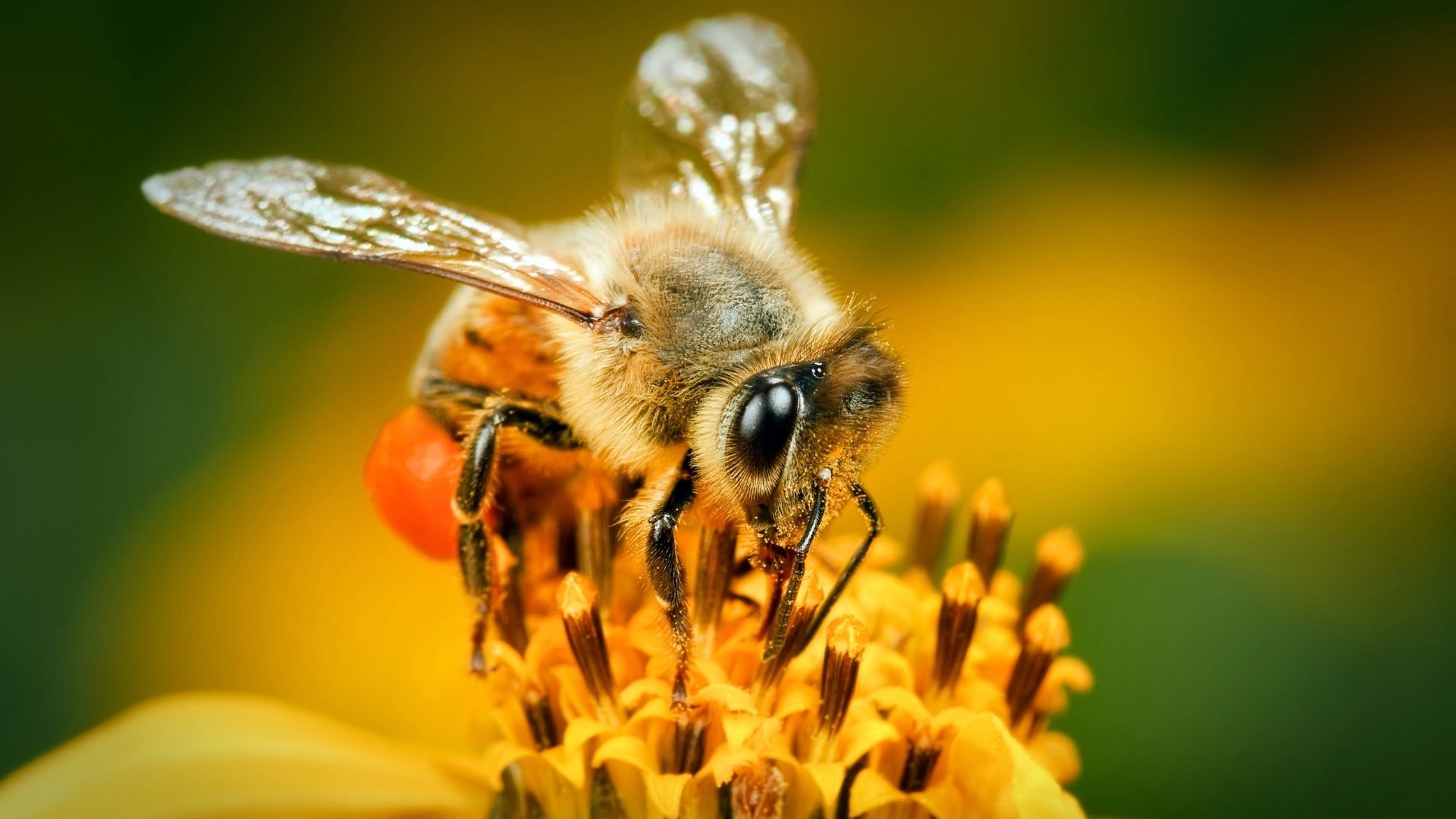 Bee download wallpaper image
