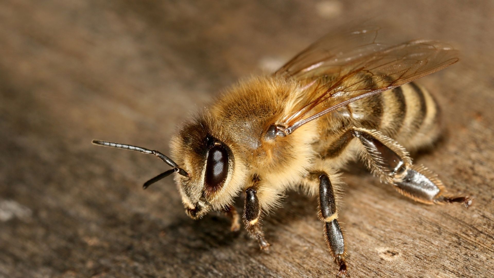 Bee wallpaper photo