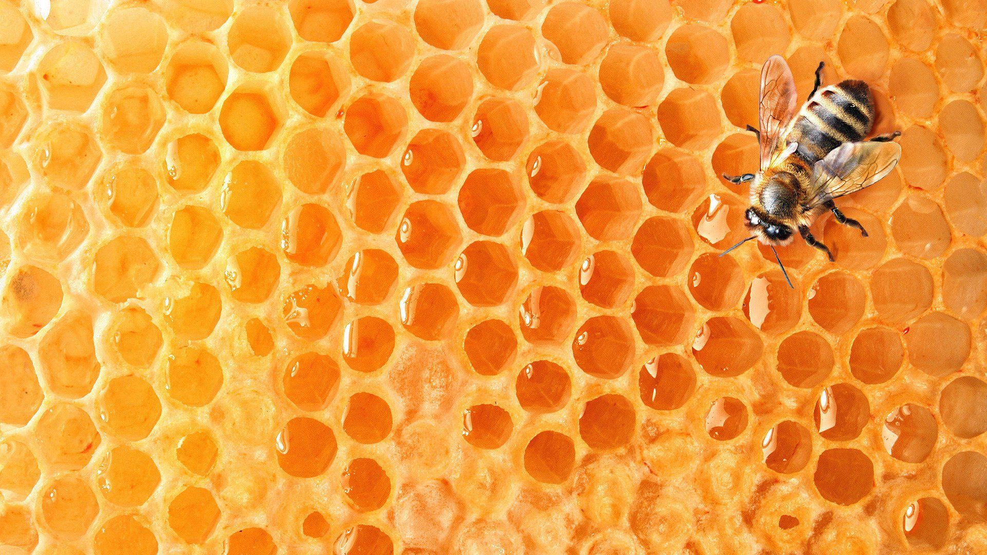 Bee hd wallpaper 1080