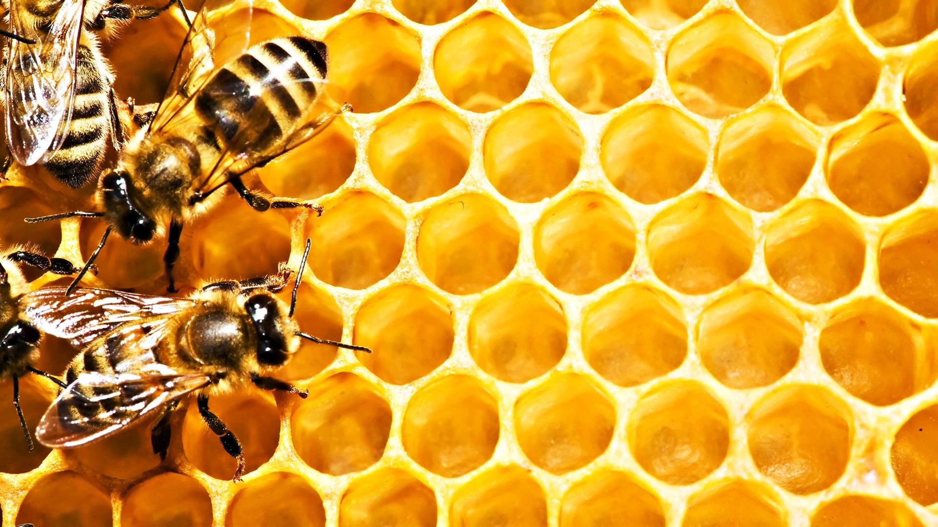 Bee Full HD Wallpaper