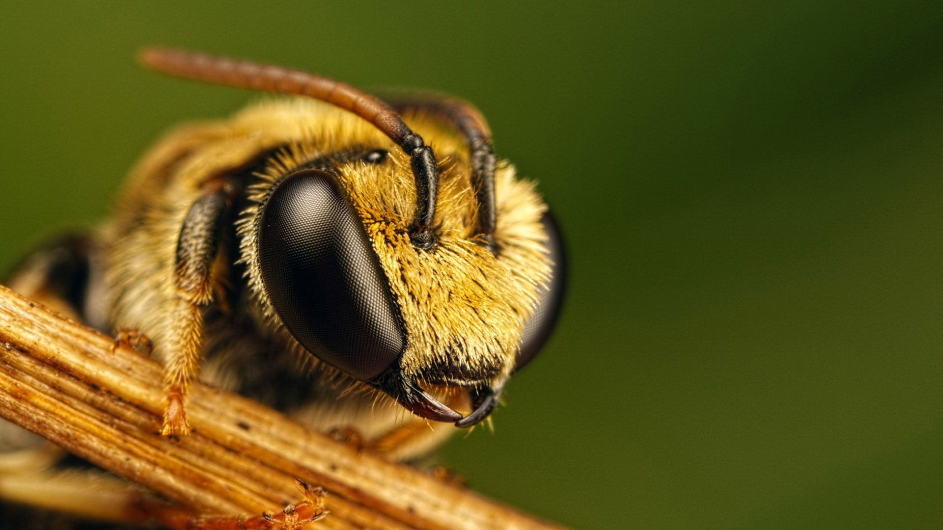 Bee Picture