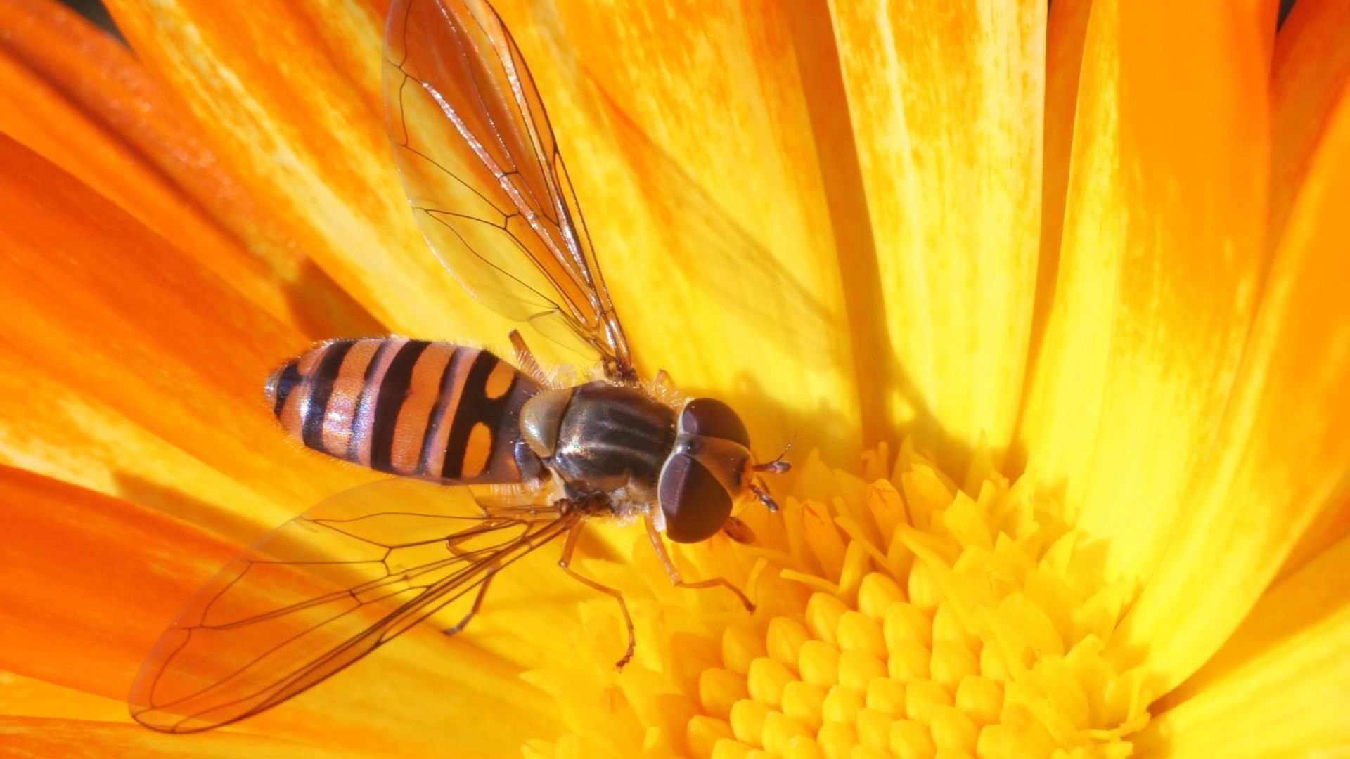 Bee HD Wallpaper