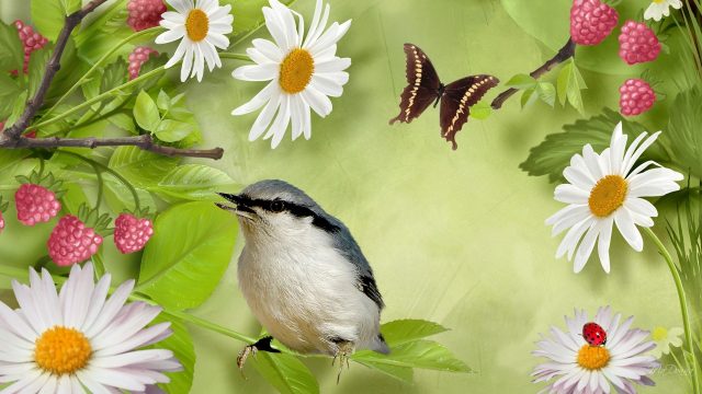 Bird And Butterfly Picture