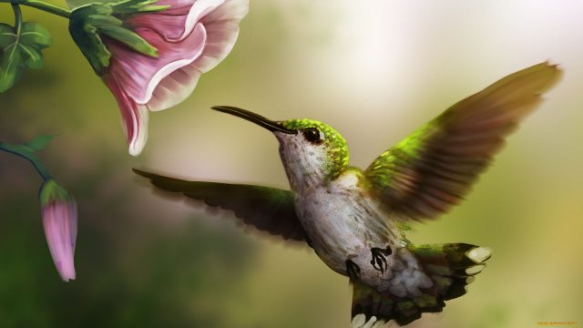 22 Bird and Butterfly Wallpapers - Wallpaperboat