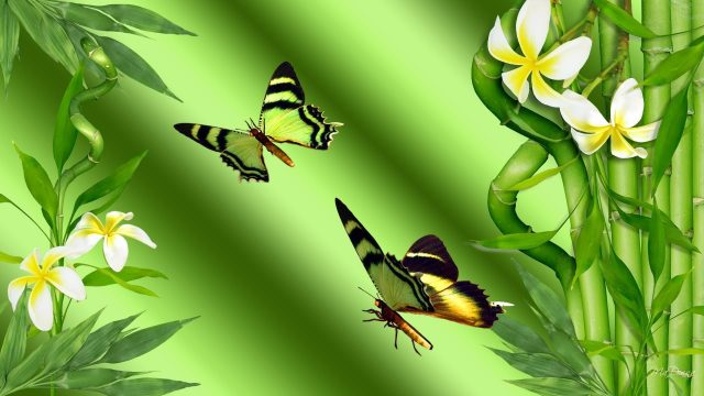 22 Bird and Butterfly Wallpapers - Wallpaperboat