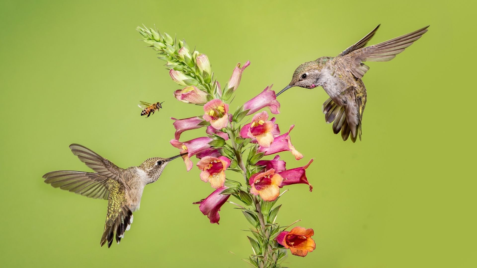 Bird And Butterfly Free Desktop Wallpaper