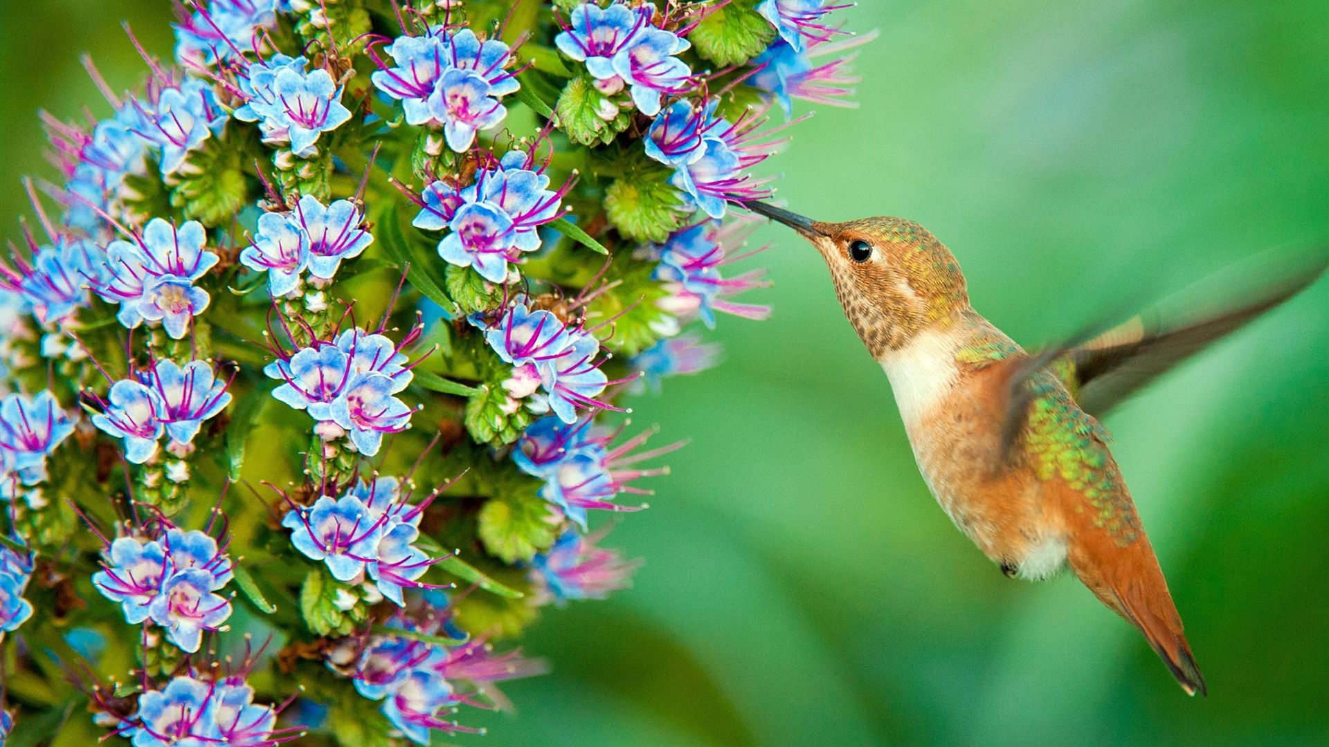 Bird And Butterfly pc wallpaper