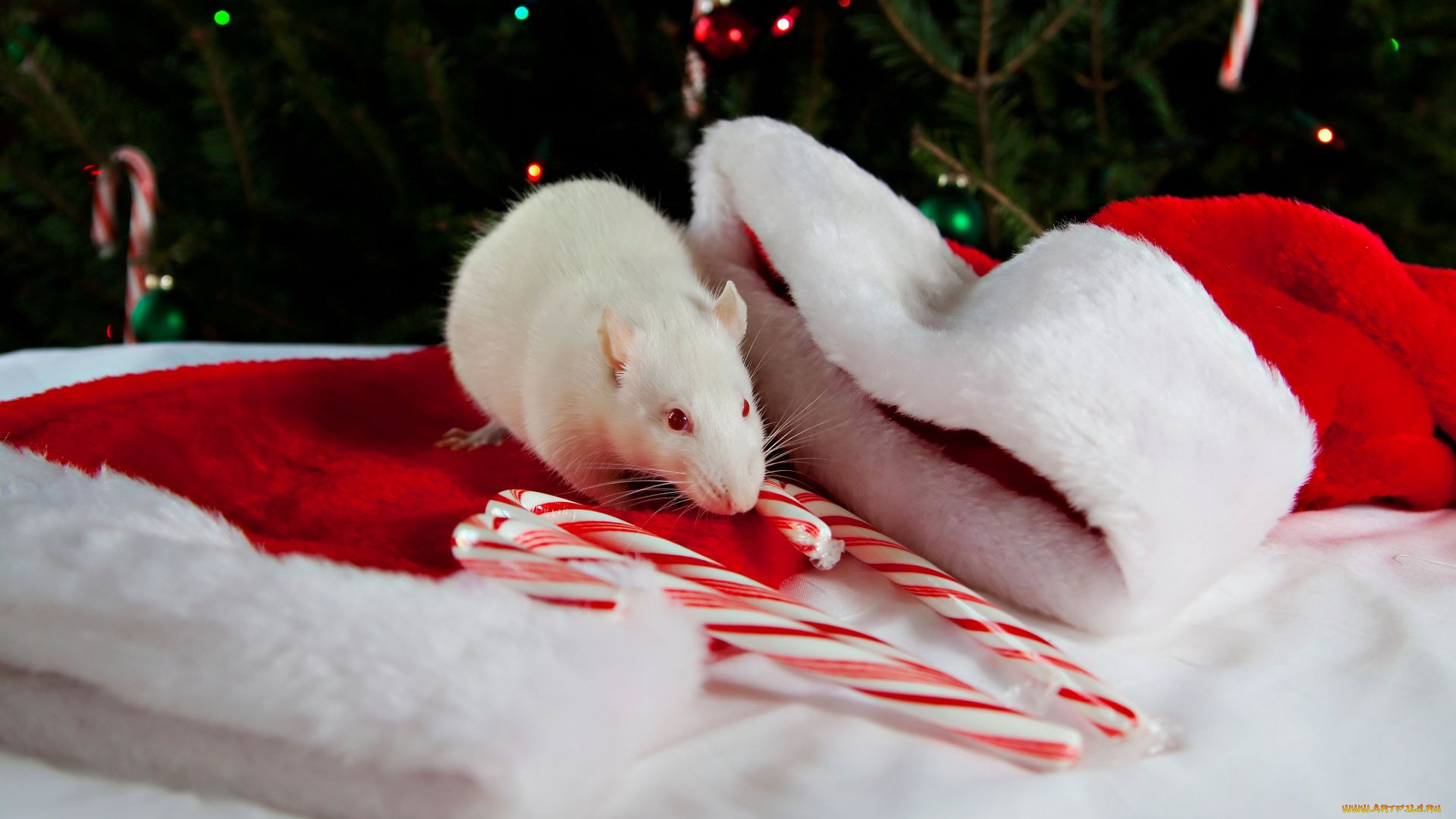 Christmas White Rat vertical wallpaper hd