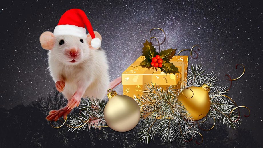 23 Christmas White Rat Wallpapers - Wallpaperboat