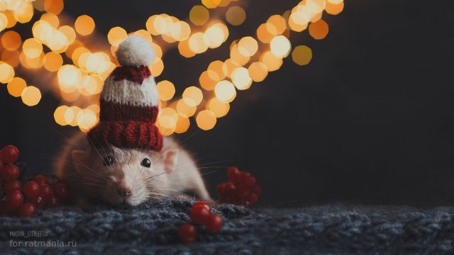 23 Christmas White Rat Wallpapers - Wallpaperboat