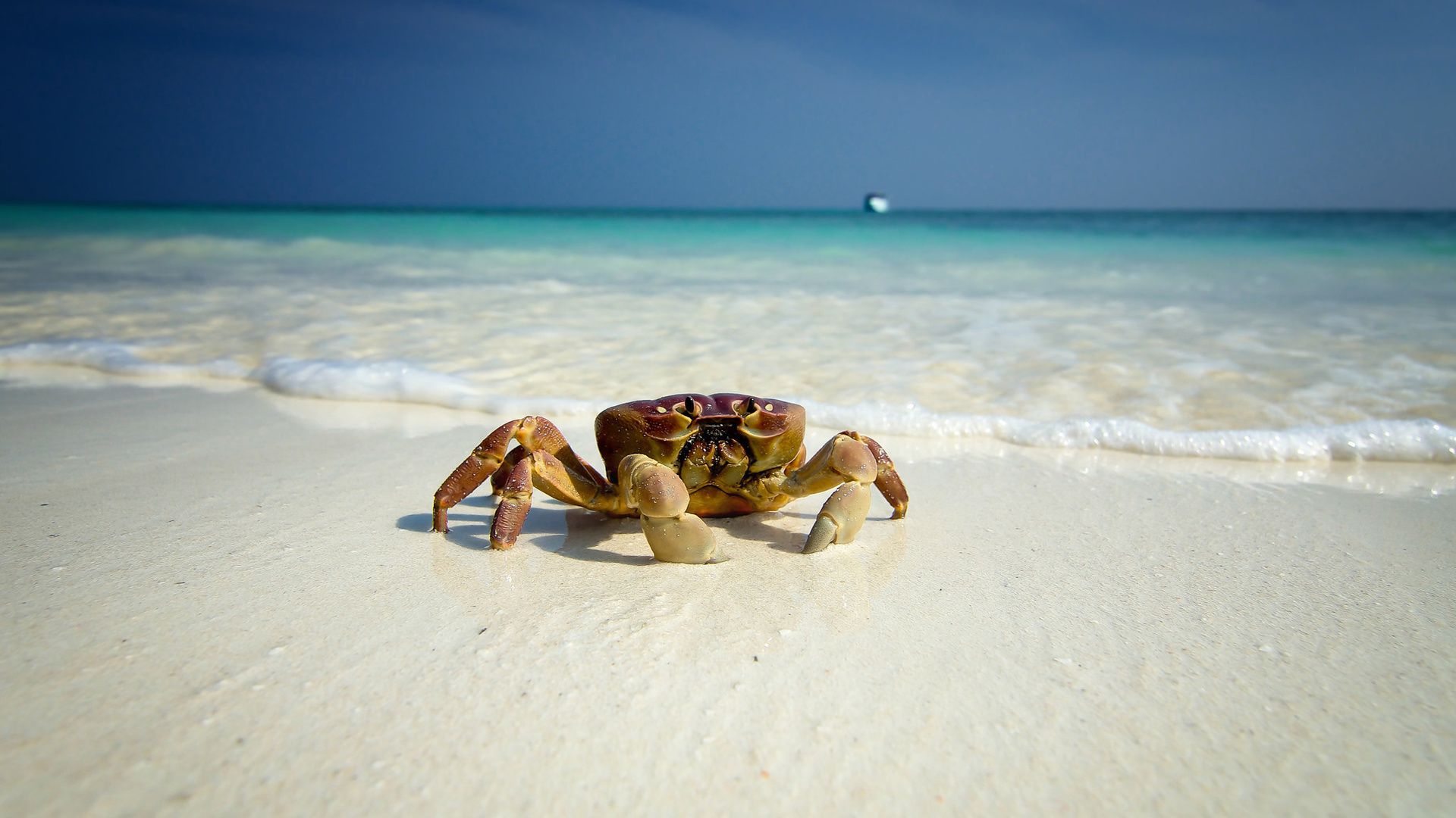 Crab Wallpaper and Background