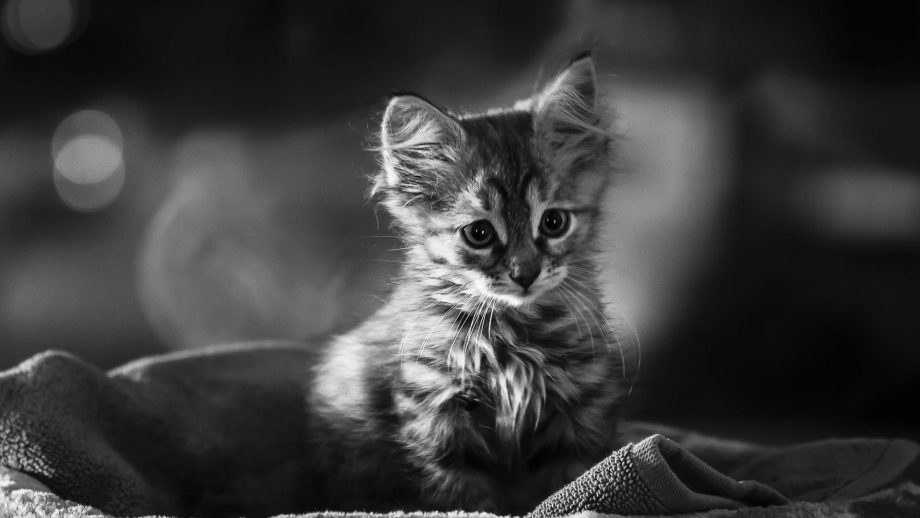 24 Cute Black and White Wallpapers - Wallpaperboat