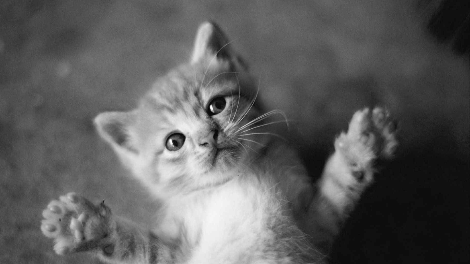 Cute Black And White download wallpaper image