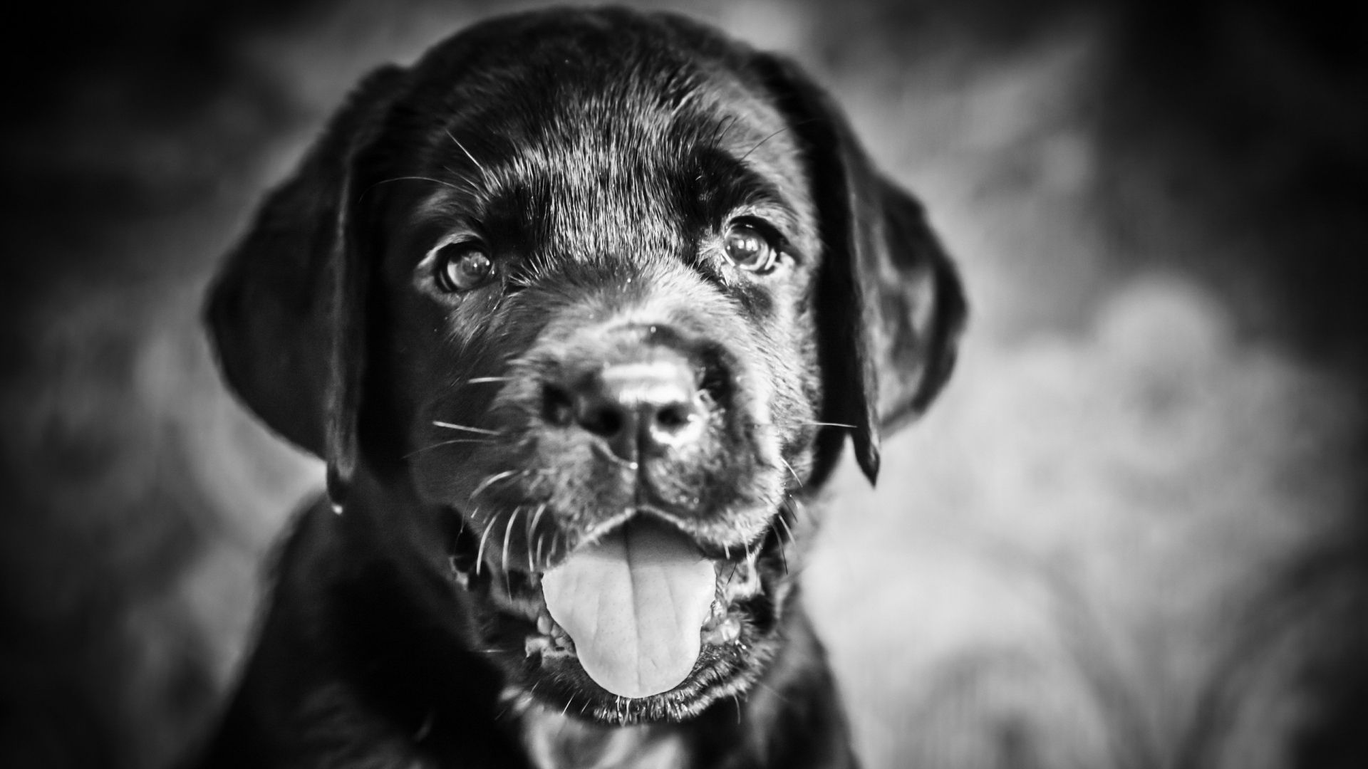 Cute Black And White full hd wallpaper for laptop