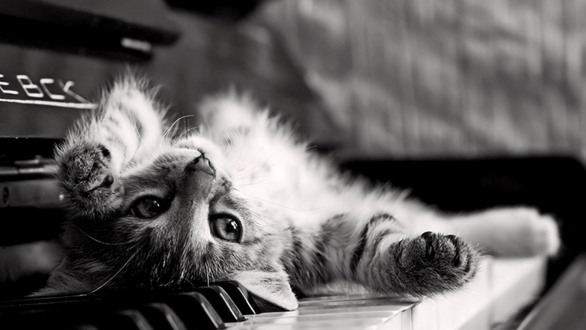24 Cute Black and White Wallpapers - Wallpaperboat