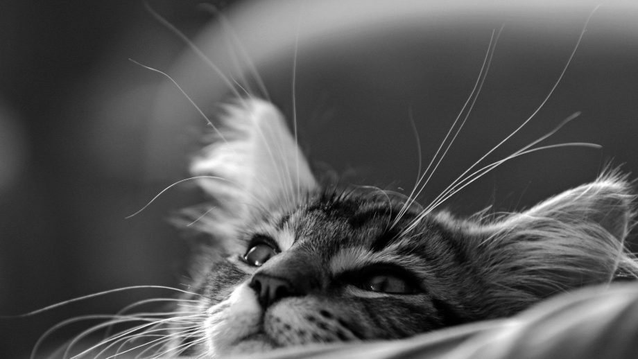 24 Cute Black and White Wallpapers - Wallpaperboat