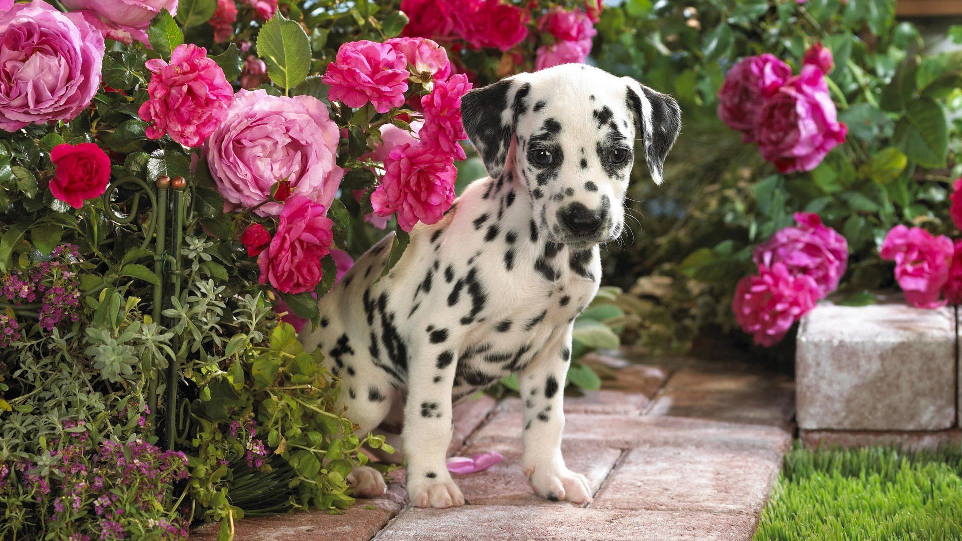 Dalmatian download free wallpapers for pc in hd