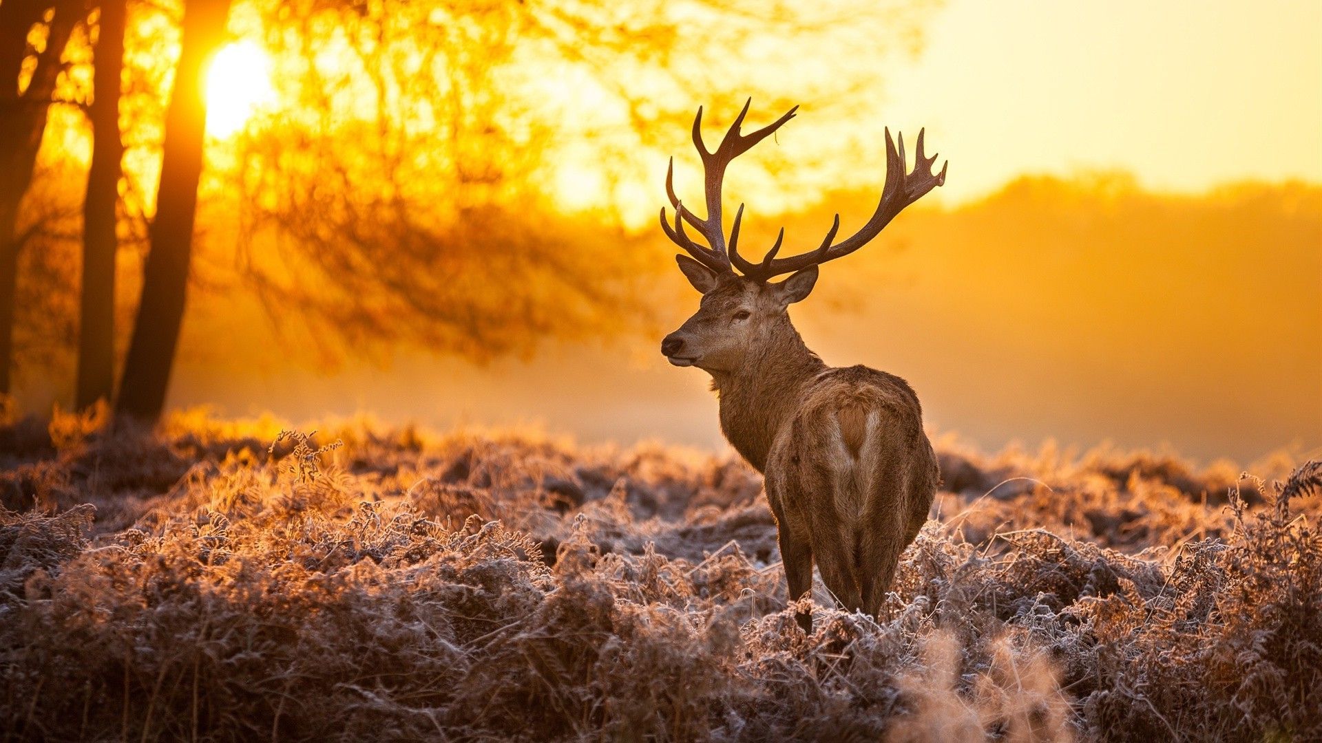 Deer Background Wallpaper HD